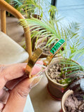 Greenstone Asymmetric Bracelet
